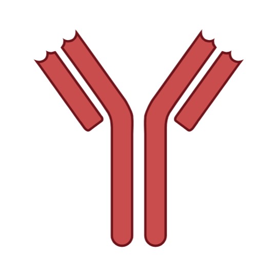 Antibodies